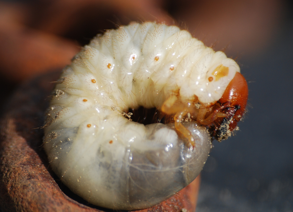 Lanalyse sur les parasites selon le sang